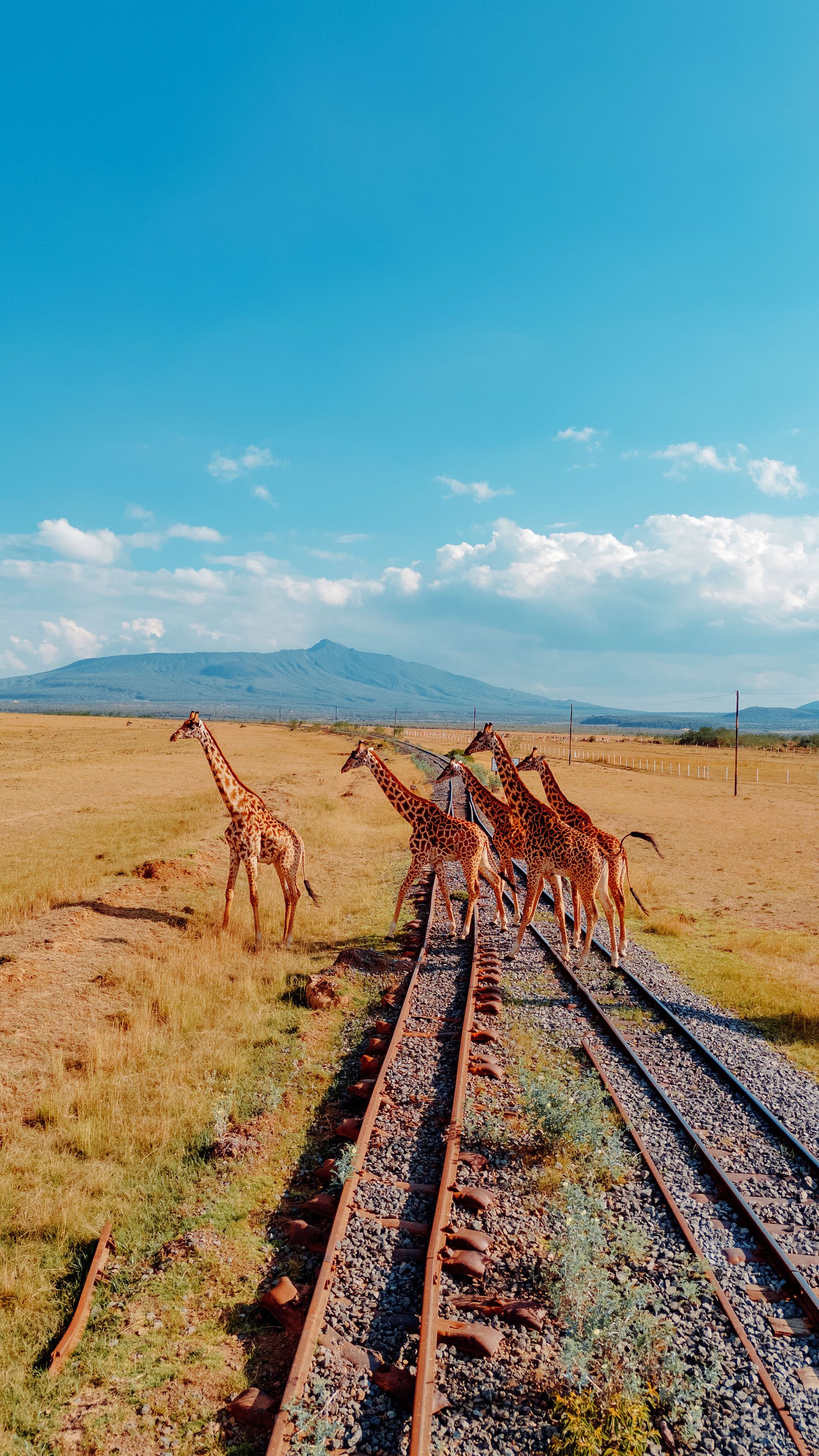 Giraffes crossing railway tracks in an African savanna landscape